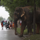 Commuters stop and watch the wild male elephant cross a highway on the outskirts of Guwahati.